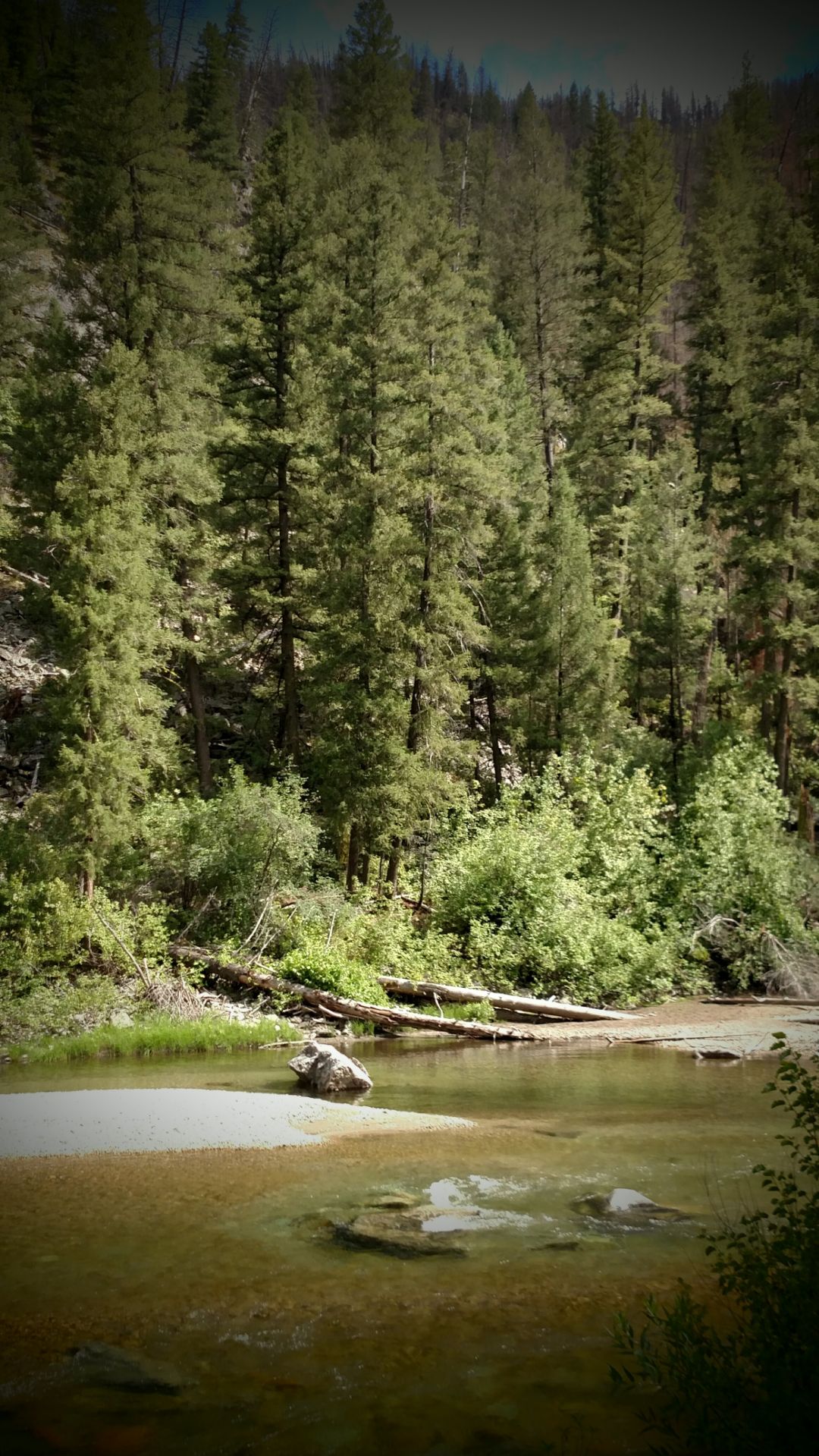 Pine area